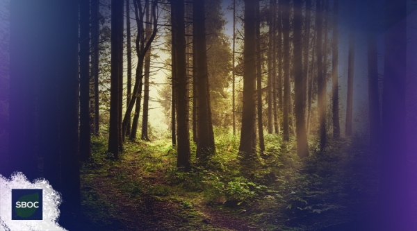 SBOC irá neutralizar 100% do carbono emitido durante o Congresso